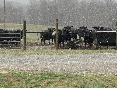 Cows in a field as snow falls around them.