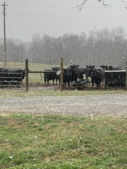 In front of mobile high tunnels