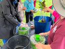 People washing and bagging lettuce at an outdoor table using salad spinners