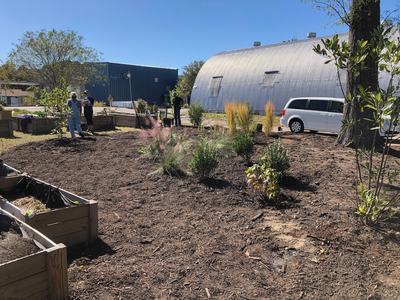 area planted with native shrubs and grasses
