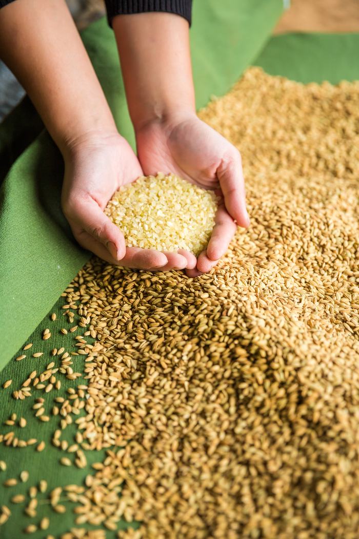 Harvested Rice
