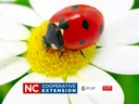 good insects or bad insects