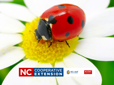 good insects or bad insects