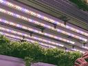 plants under LED lights