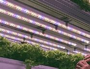 plants under LED lights