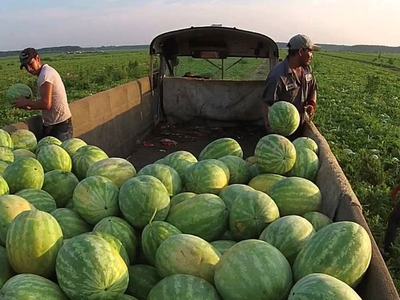 Workers loading watermelons into a truck bed in a field during harvest