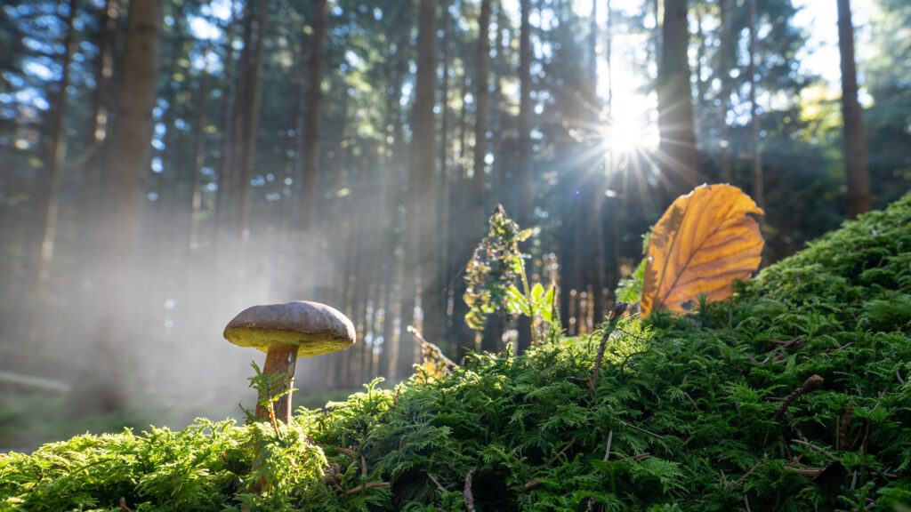 Mushroom on mossy forest floor with sunbeams filtering through trees and a yellow leaf