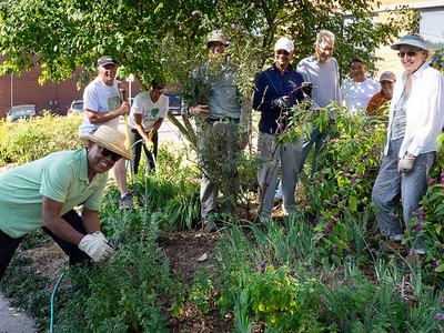 Group of volunteers gardening in a community flower bed, pulling weeds and pruning
