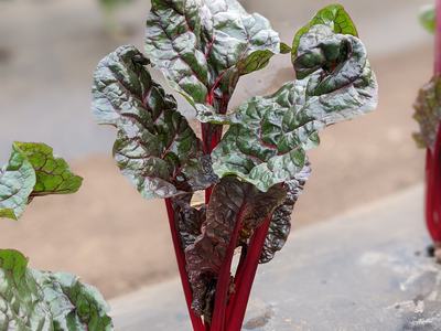 swiss chard