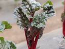 swiss chard