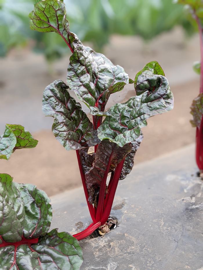 swiss chard