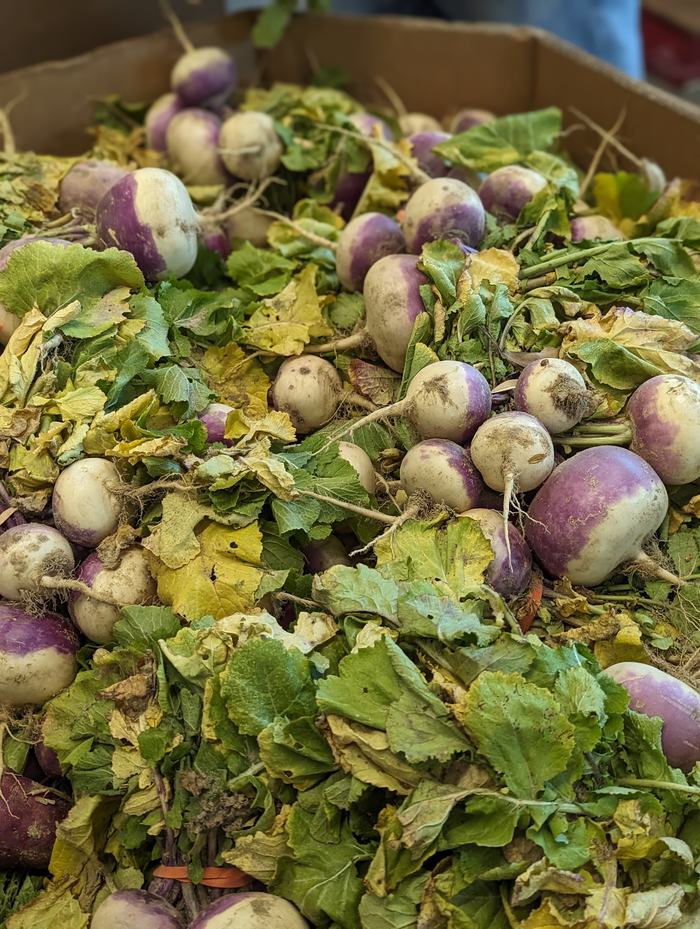 box of turnips 