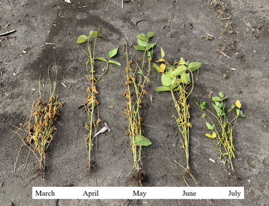 Five uprooted plants on soil labeled March, April, May, June, July