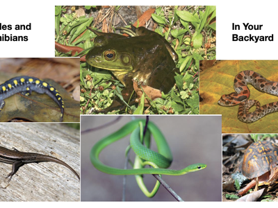 Text reads: Reptiles and Amphibians in your Backyard. Images of snakes, lizards, a turtle, and a frog