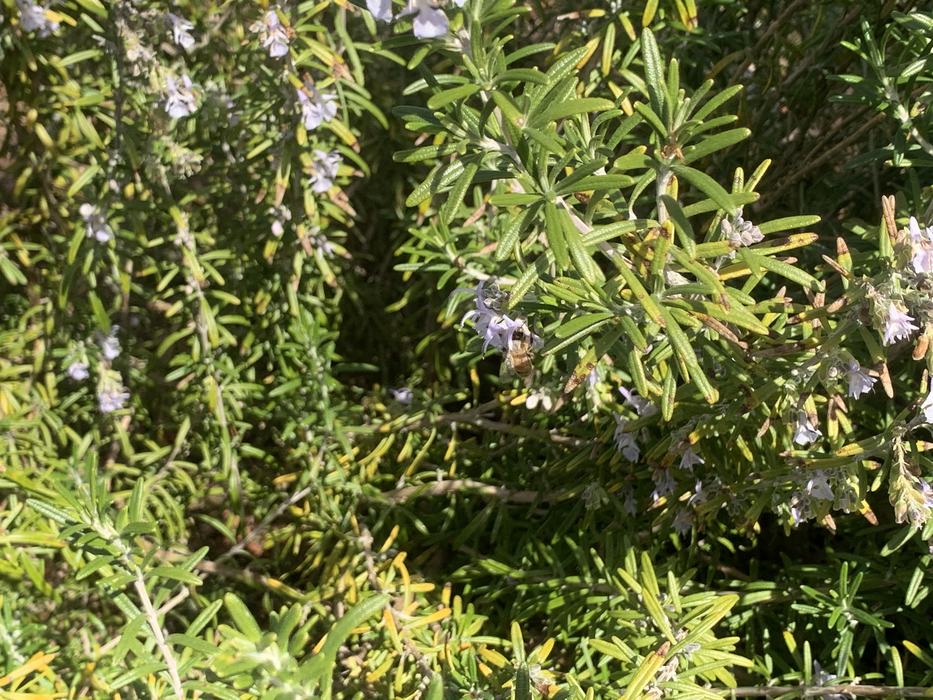 Rosemary growing in the Teaching Garden located at the Beaufort County Cooperative Extension. Gene Fox