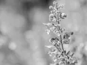 Salvia hollow stems for pollinators