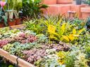 Colorful plants in a display for sale