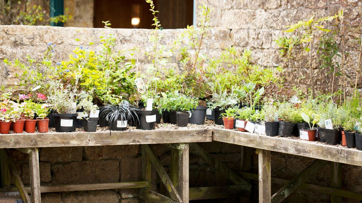Plants in pots on a wooden shelf