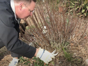 Shawn is bending down to prune long stemmed perennials to benefit pollinator nesting.