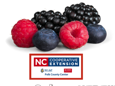 Assorted raspberries, blackberries, blueberries above NC Cooperative Extension Polk County Center logo
