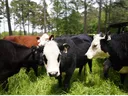 Cows Grazing amongst trees.