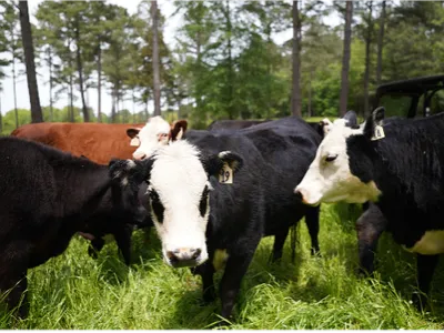 Cows Grazing amongst trees.