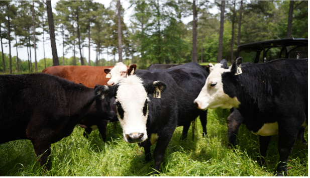 Cows Grazing amongst trees.
