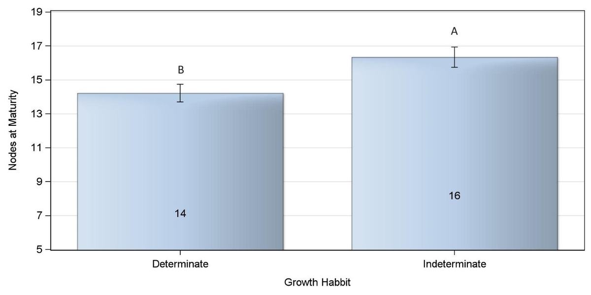 Bar chart: Determinate 14 nodes (B) and Indeterminate 16 nodes (A) at maturity with error bars