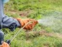 Spraying Herbicide on Weeds