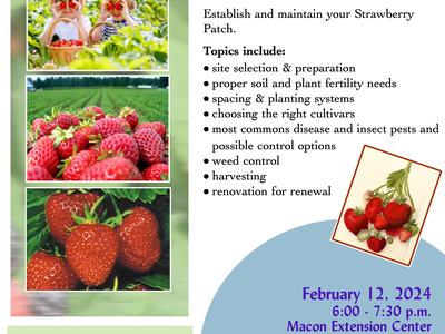 Strawberry Flyer