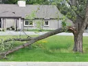 Fallen Tree Limb