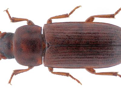 Dorsal view of a brown elongated beetle with pitted pronotum and striated elytra