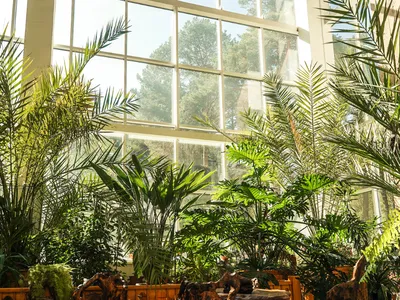 Indoor greenhouse with large tropical plants in front of tall grid window