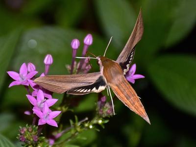 Tersa moth nectaring on Pentas flowers.