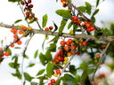 Yaupon Holly with red berries