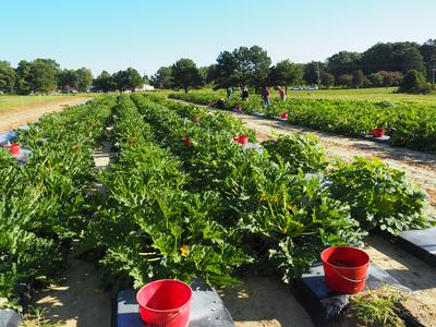 Photo of the zucchini plants in the study at the Central Crops Research Station in Clayton, NC