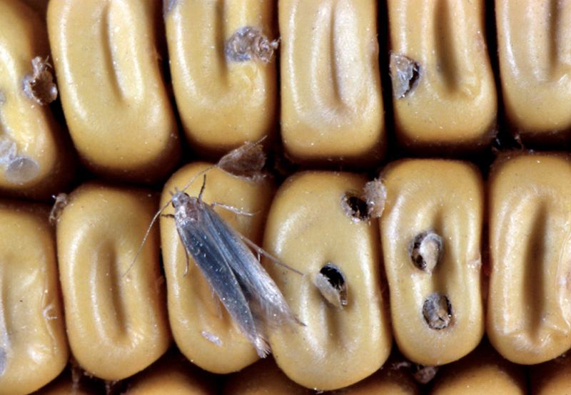 A macro look at a flying insect on corn.