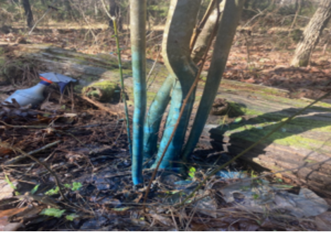 Control of Invasive Vegetation Using Manual and Mechanical Techniques ...