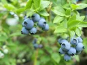 blueberries on the plant