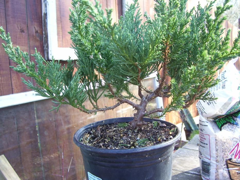 trim bonsai