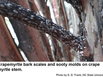 crepe myrtle bark scale