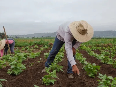 Two farmers in straw hats tending young plants in furrowed field