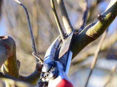 Pruning