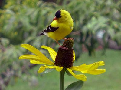 A goldfinch sits atop a Goldfinch on Rudbeckia maxima.