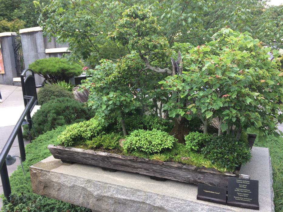 Bonsai example located at the NC Arboretum.