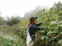 Person wearing cap and overalls tending sunflowers in a foggy field