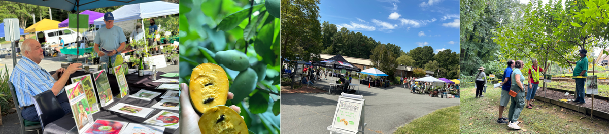 Farmers market stalls and visitors; hand holding a halved yellow fruit from a tree