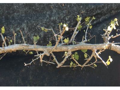 Image of a grape vine after it has been pruned