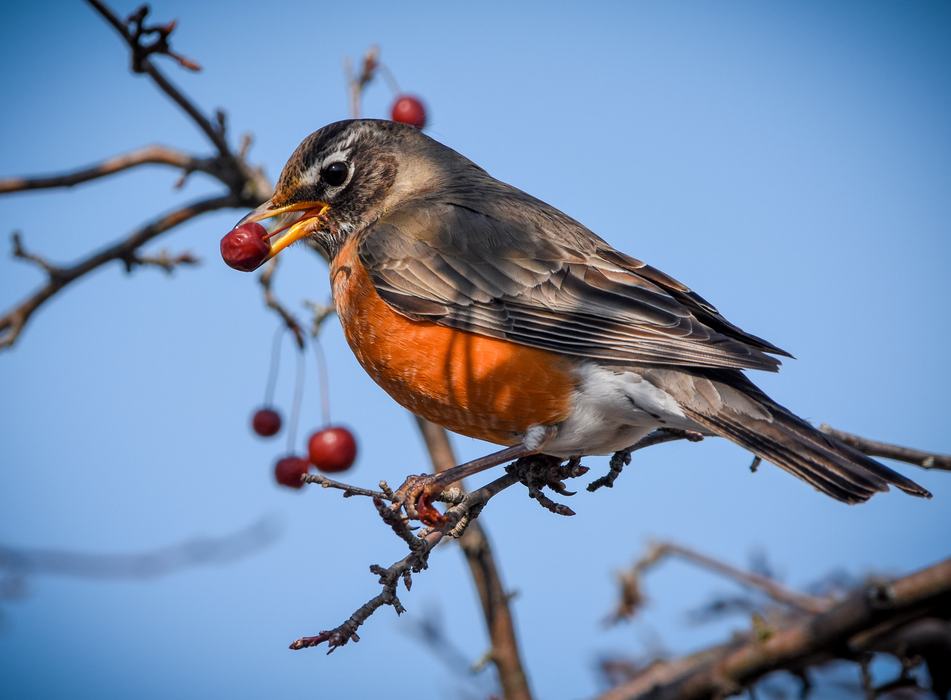 Robin eating a small fruit.