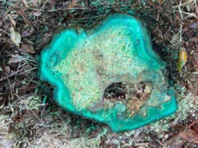 Stump covered in herbicide